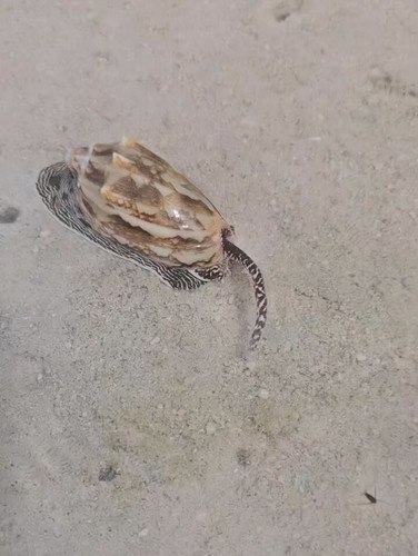 d2tcK0KL41uY28u .jpg