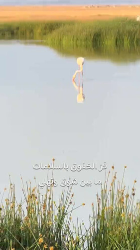 bETmDIlT EgDRaa9.jpg