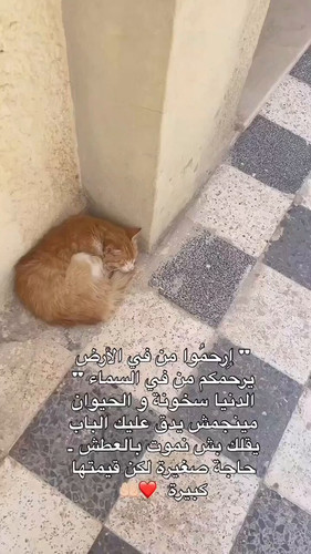 2tjG0QSnQivEDneF.jpg