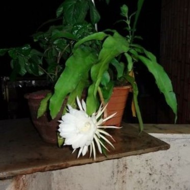 White Brahma Kamal Night Queen Healthy plant with Pot Pack of 1.jpg