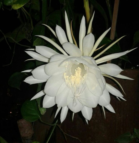 Bramha kamal .jpg