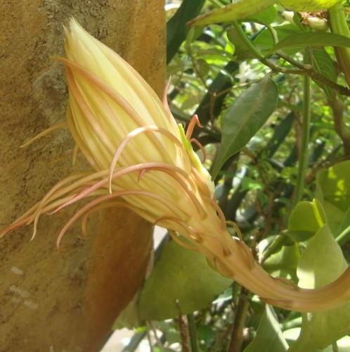 Just any Random topic Nature Brahma Kamal flower.jpg