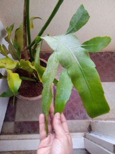 product jpeg 500x500.jpg