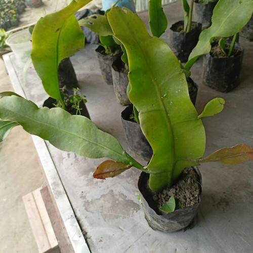 natural brahma kamal plant.jpg