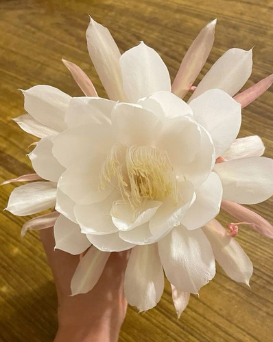 The Brahma Kamal.jpg