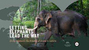 Lanta Elephant Sanctuary.jpg