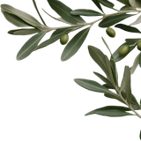 olive 1.png