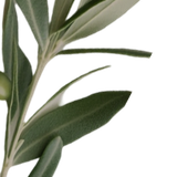olive 2.png