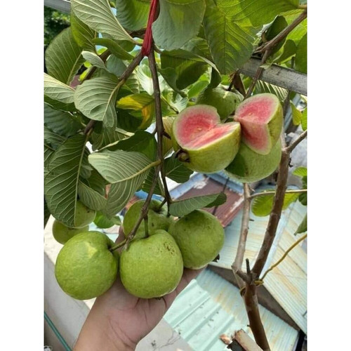cloud farm red diamond guava ori.jpg