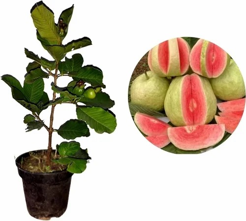 red diamond guava plant 500x500.jpg
