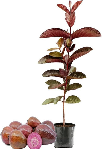 51ri1oc8keL. UF1000,1000 QL80.jpg