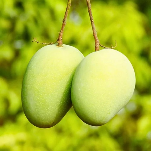 kottaparambanmango seed2plant 50.jpg