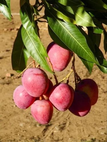 mango plant 500x500.jpg