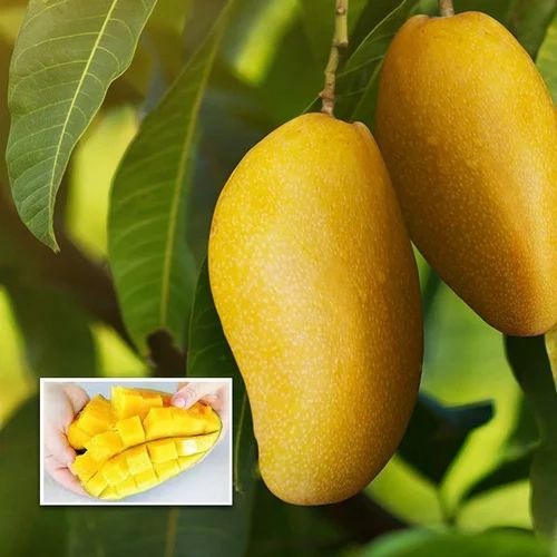 thailand mango giant dream plant.jpg