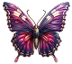 butterfly.png