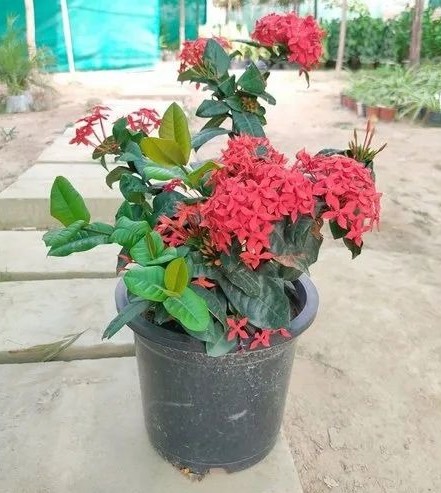 2feet ixora plant 500x500.jpg