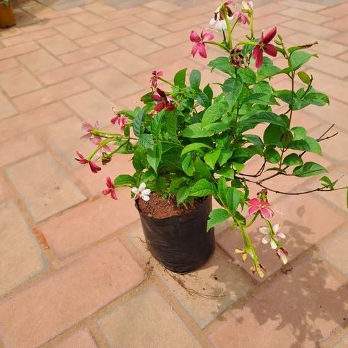 madhumalathi 500x500.jpg