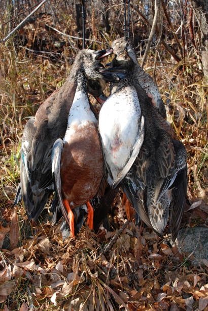Guided Goose Hunt Colorado - Birds and Bucks Outdoors.jpg