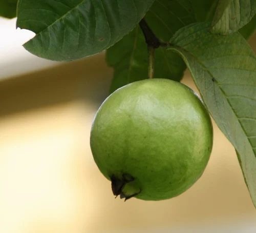 guava plant 500x500.jpg