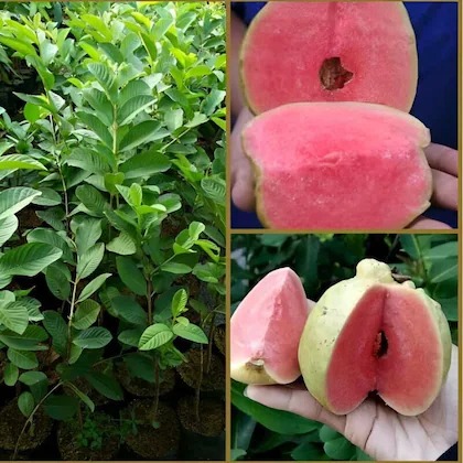 cloud farm alltime japanese seed.jpg