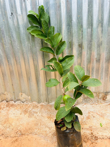 thaiwan pink guava plant.jpg