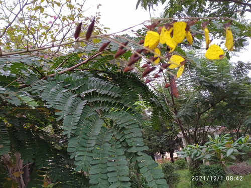 IMG 20211201 084258 1.jpg