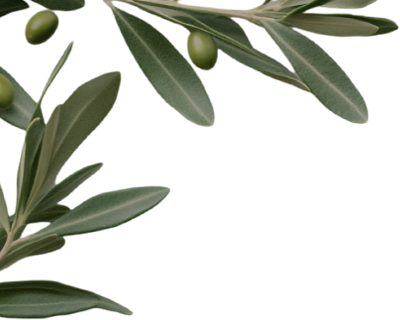 olive 3.png