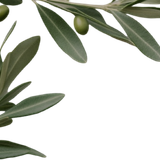 olive 3