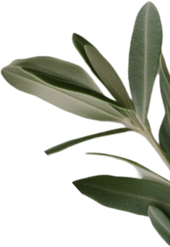olive 4.png