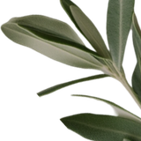 olive 4