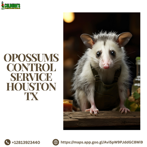 Reliable Opossum Control Service in Houston, TX.png