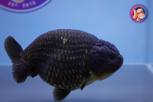 Ranchu Goldfish for Sale.jpg