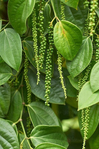 no perennial yes black pepper pl.jpg