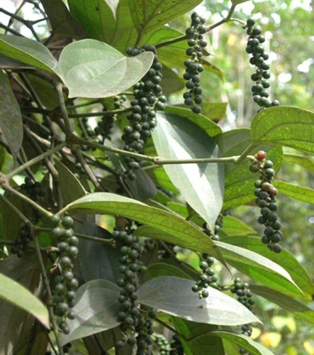 plantzoin black pepper kali mirc.jpg