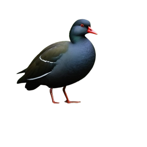 87129fb6722d43939d4bf69a35c07352 removebg preview.png