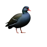 87129fb6722d43939d4bf69a35c07352 removebg preview