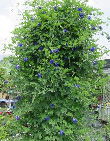 Organic Butterfly Pea Vine Lavender Aparajita Herb Clitoria ternatea 20 Seeds.jpg
