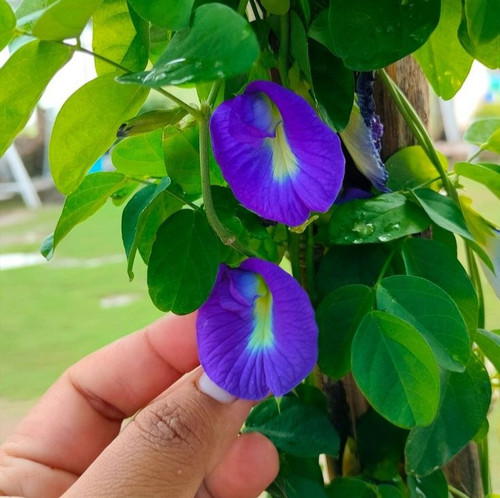 Beautiful auspicious Aparajita flower 💙💚.jpg