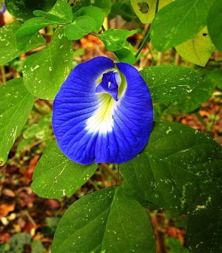 aparajita blue 1 nv original ima.jpg