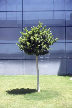 Tree Removal Service Barrie | Westreeservice.com.png