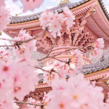 Untitled design (6).png