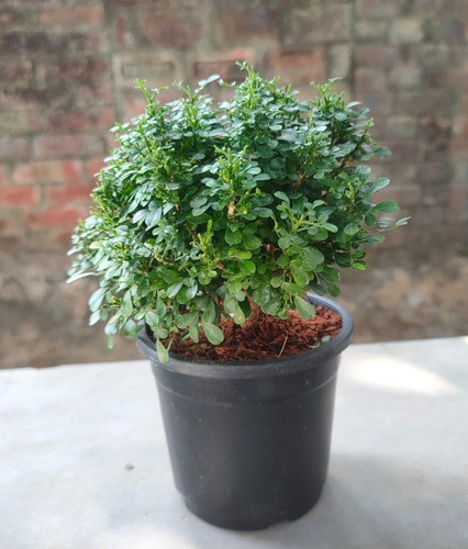 table kamini plants (1).jpg