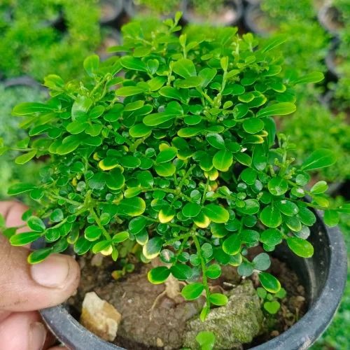 kamini flower plant 500x500.jpg