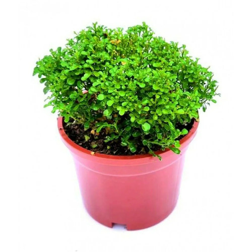 online plant bazar table kamini.jpg