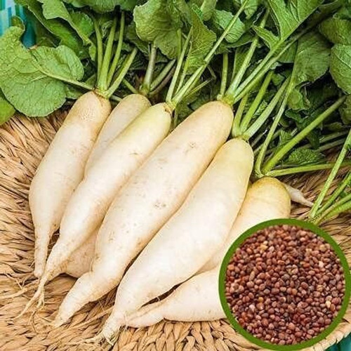 50 radish long mooli hybrid vege.jpg