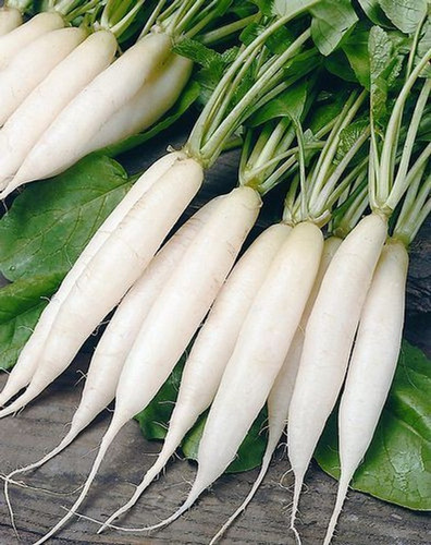 50 radish seeds 002 agrey origin.jpg
