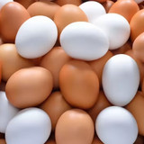 egg2510