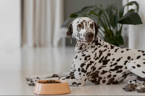 Supplies for the Furry Companion: The Royal Canin Dog Food.jpg