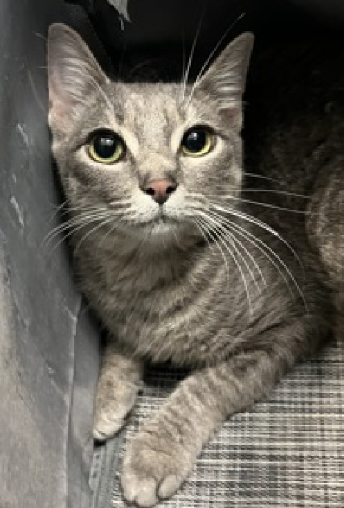 GxmVIiDXkAIpT 7?format=png.png