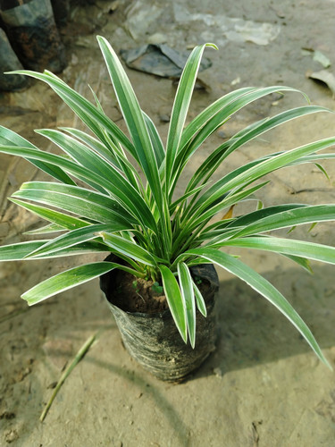 IMG 20250723 072229.jpg